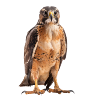 Hawk front view full body isolate on transparency background png