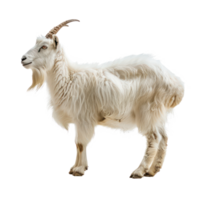 Alpine Goat side view full body isolate on transparency background png