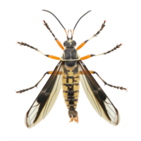 Strepsiptera front view full body isolate on transparency background png