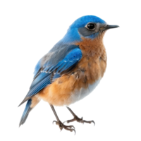 Bluebird front view full body isolate on transparency background png