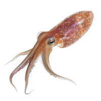 Squid side view full body isolate on transparency background png