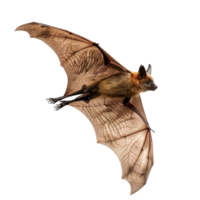Bat side view full body isolate on transparency background png