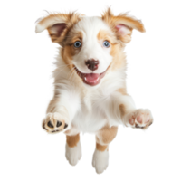 floating full body puppy isolate on transparency background png