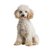 Poodles front view full body isolate on transparency background png