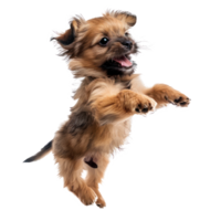 floated puppy jumping gesture try to bite something in the air isolate on transparency background png