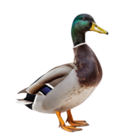 Duck side view full body isolate on transparency background png