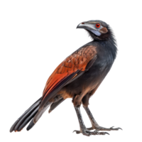 Greater coucal bird side view full body isolate on transparency background png