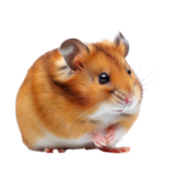 Hamsters pet side view full body isolate on transparency background png