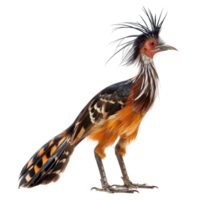 Hoatzin bird side view full body isolate on transparency background png