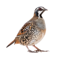 Partridge bird side view full body isolate on transparency background png