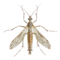 Stoneflies front view full body isolate on transparency background png
