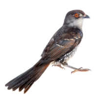 Cuckoo front view full body isolate on transparency background png