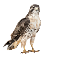 Hawk front view full body isolate on transparency background png