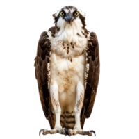 Ospreys bird front view full body isolate on transparency background png