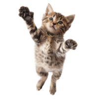 floating full body kitten isolate on transparency background png