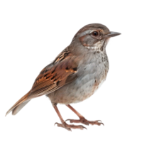 Dunnock bird front view full body isolate on transparency background png