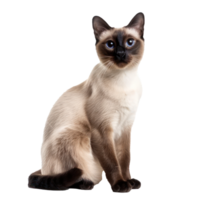 Siamese Cats full body isolate on transparency background png