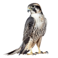 Falcon bird side view full body isolate on transparency background png