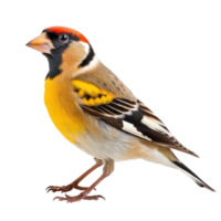 Goldfinch bird side view full body isolate on transparency background png