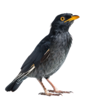 Myna side view full body isolate on transparency background png