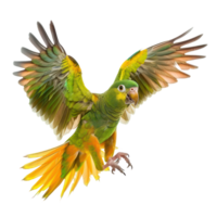 Conure bird fly full body isolate on transparency background png