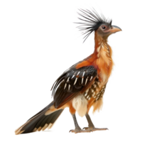 Hoatzin bird front view full body isolate on transparency background png