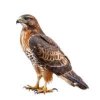 Hawk side view full body isolate on transparency background png