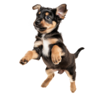 floated puppy jumping gesture try to bite something in the air isolate on transparency background png
