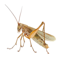 Megaloptera side view full body isolate on transparency background png