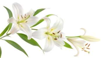 Easter lily branch and flower isolate on transparency background png