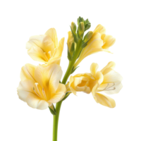 Freesia flower isolate on transparency background png