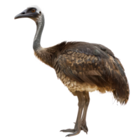Moa bird side view full body isolate on transparency background png