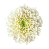 Chrysanthemum flower top view full length isolate on transparency background png