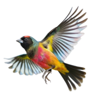 Rallidae bird fly full body isolate on transparency background png