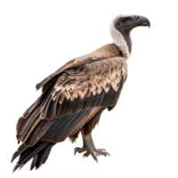 Vulture side view full body isolate on transparency background png