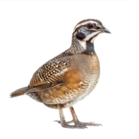 Quail side view full body isolate on transparency background png