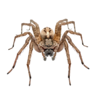Spider front view full body isolate on transparency background png