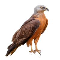 Kite bird side view full body isolate on transparency background png