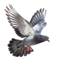 Pigeon fly full body isolate on transparency background png