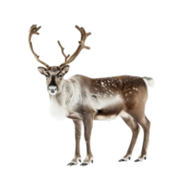 Reindeer full body isolate on transparency background png