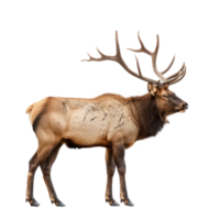 Elk side view full body isolate on transparency background png