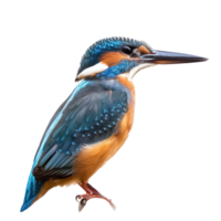 Kingfisher side view full body isolate on transparency background png