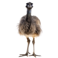 Emu front view full body isolate on transparency background png