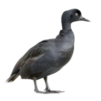 Coot bird side view full body isolate on transparency background png