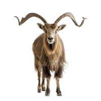 Markhor front view full body isolate on transparency background png