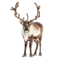 Reindeer front view full body isolate on transparency background png
