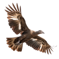 Megapode bird fly full body isolate on transparency background png