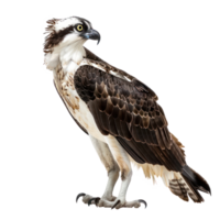 Ospreys bird side view full body isolate on transparency background png