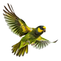 Parrot fly full body isolate on transparency background png