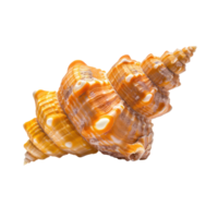 Orange Common Knobby Spindle seashell isolate on transparency background png